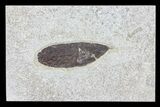 Fossil Leaf - Inch Layer, Green River Formation #79545-1